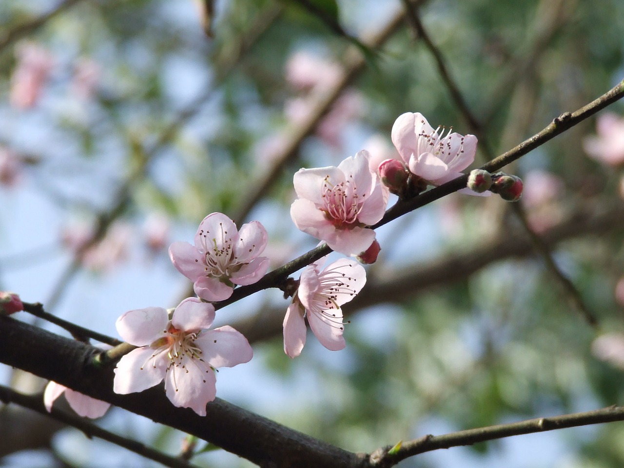 peach flower blossom free photo