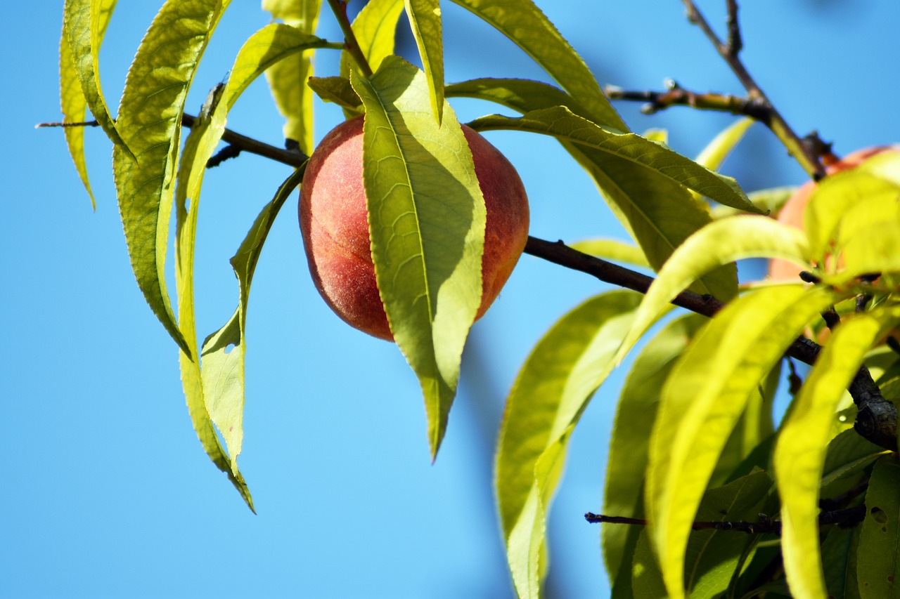 peach  wood  fruit free photo