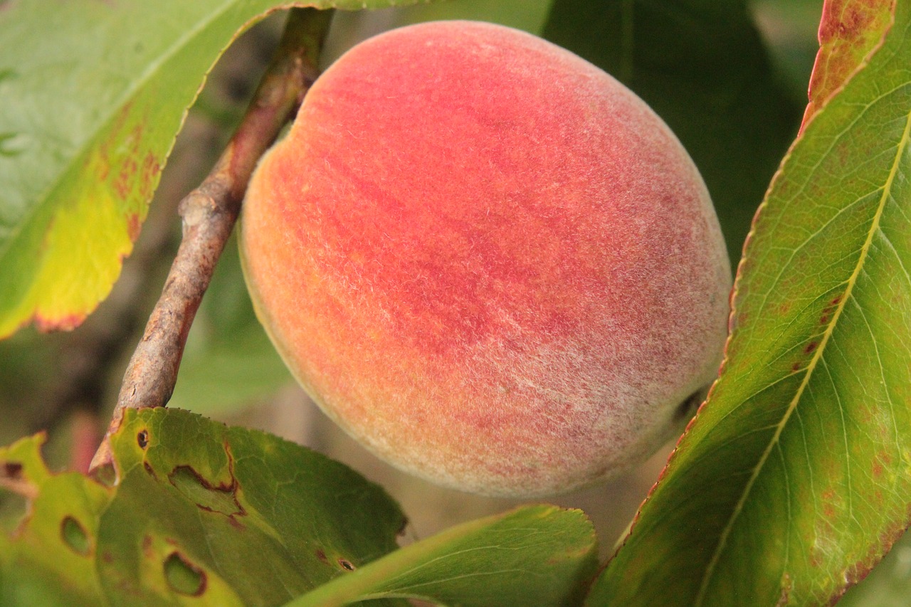 peach  fruit  red free photo