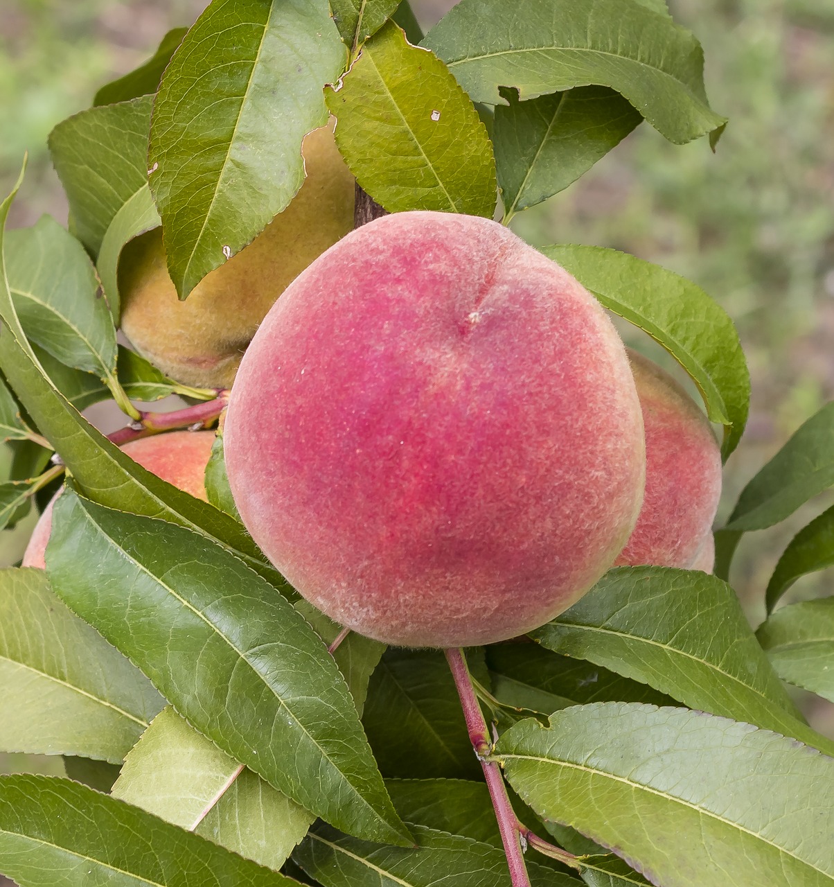 peach  autumn rack  fruit free photo