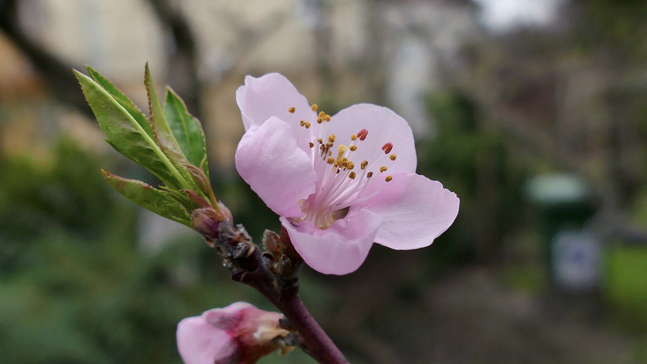 peach  fruit  tropical fruit free photo