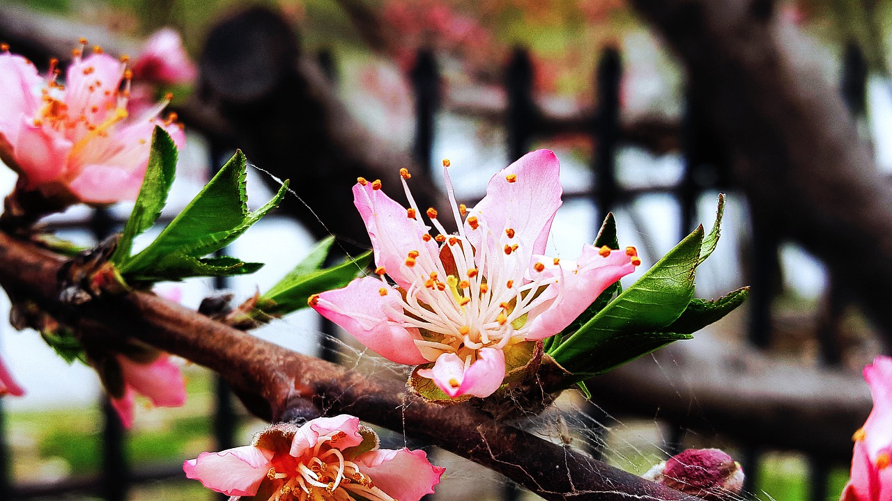 peach  flower  light pink free photo