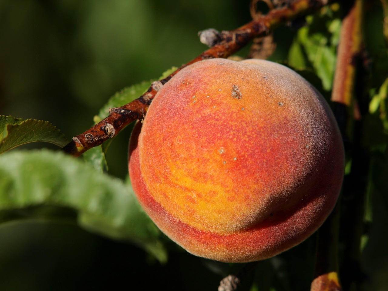 peach tree fruit free photo