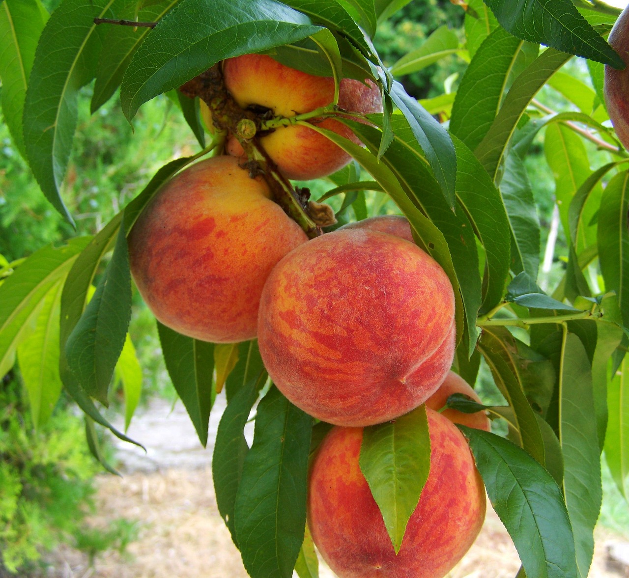 peach fruit mature free photo