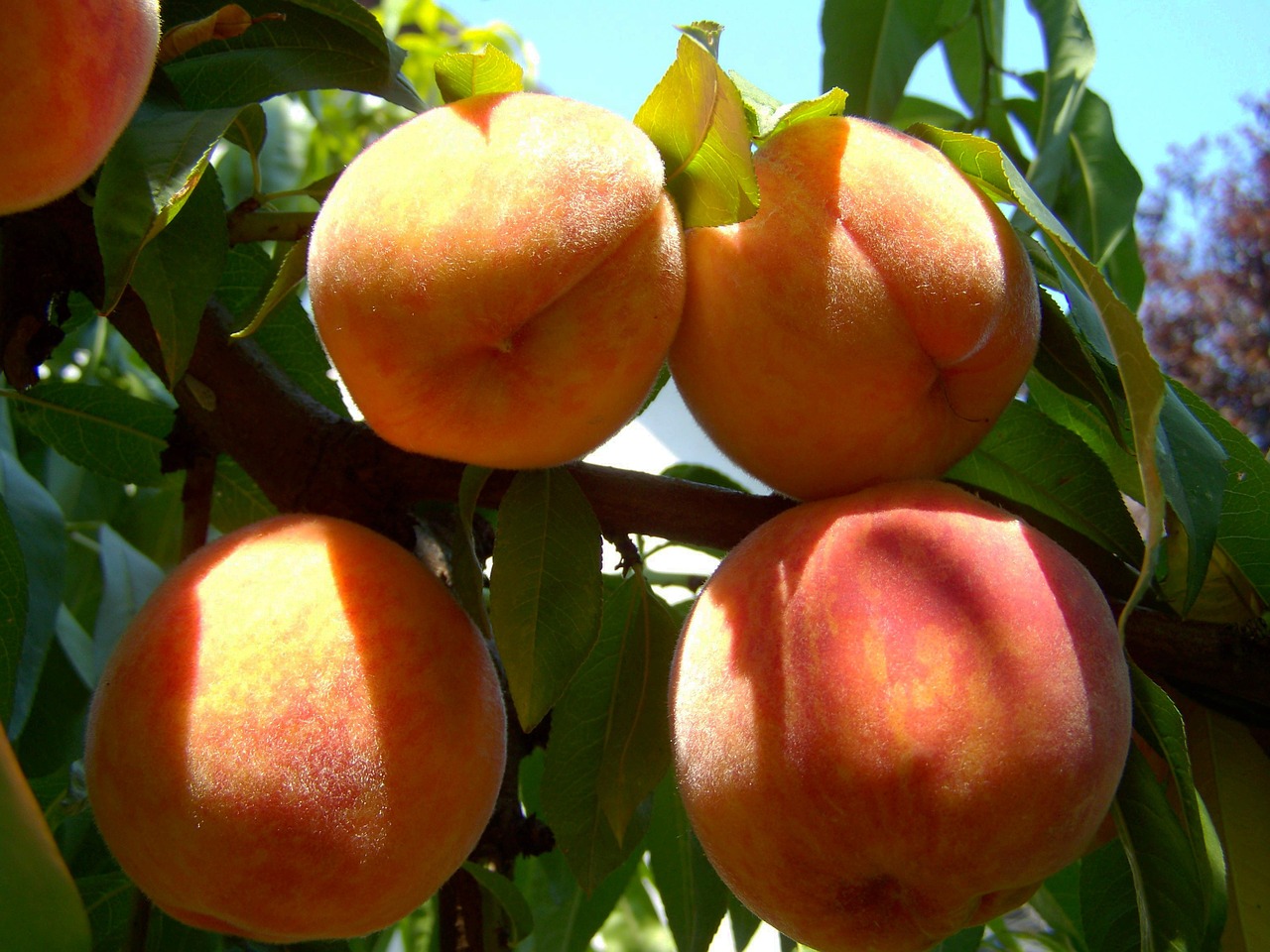 peach ripe fruit summer free photo