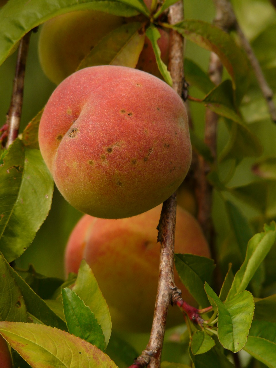 peach peach tree malum persicum free photo