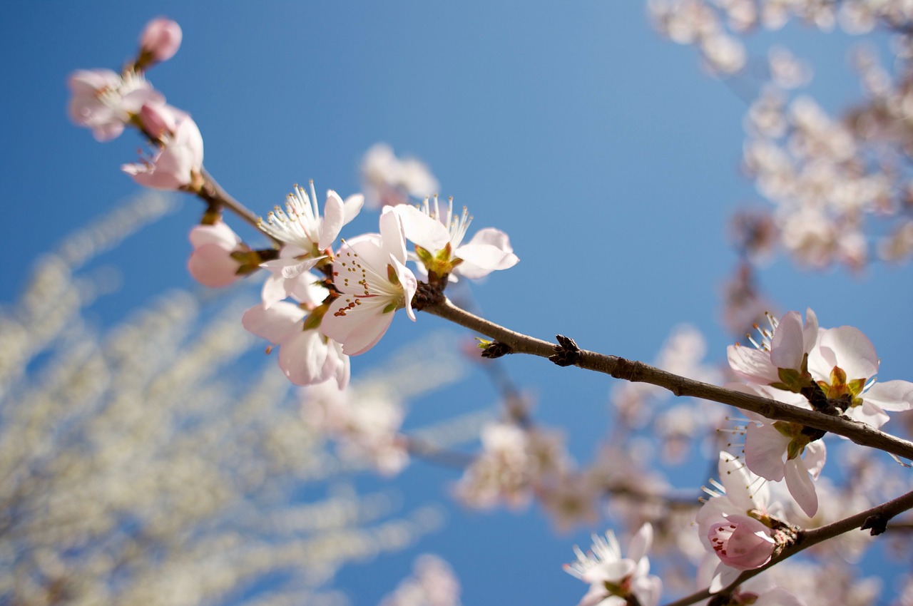 peach blossom spring small fresh free photo