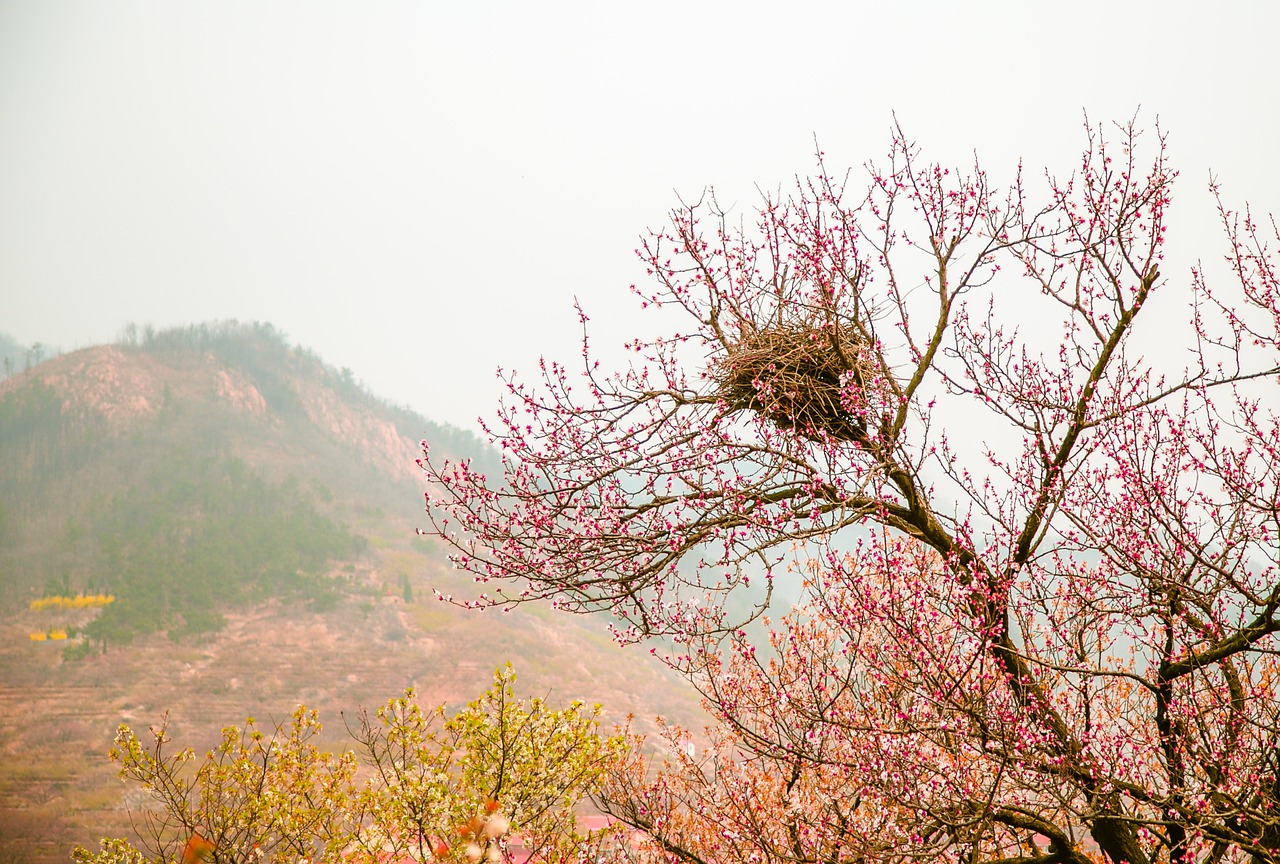 peach blossom nest spring free photo