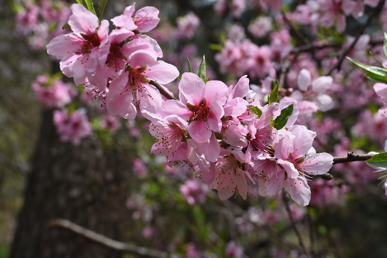 peach blossom pink spring free photo