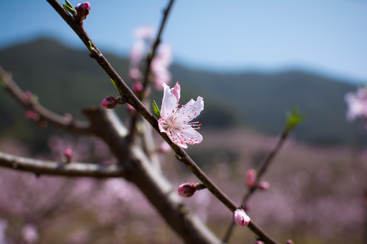 peach blossom fenghua zhejiang free photo