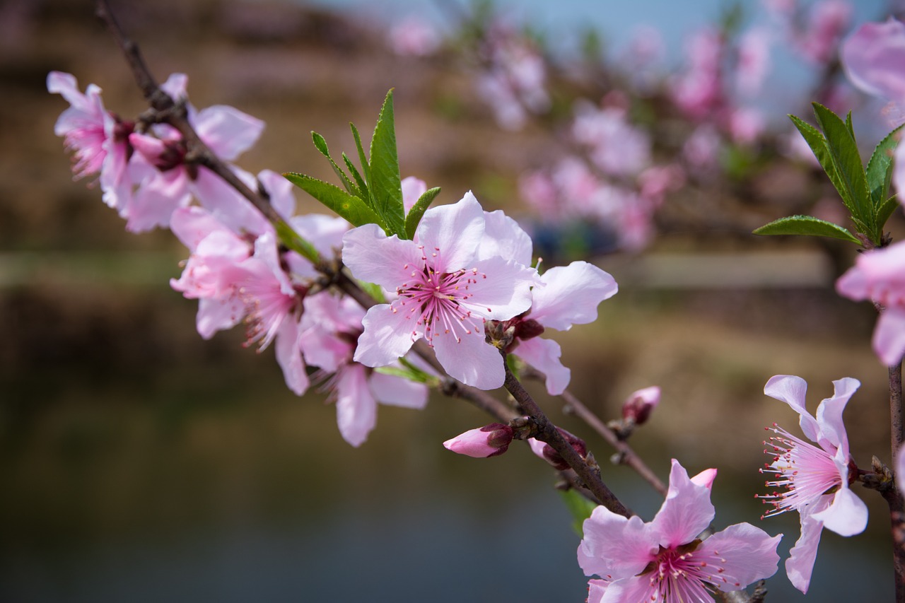peach blossom spring pink free photo