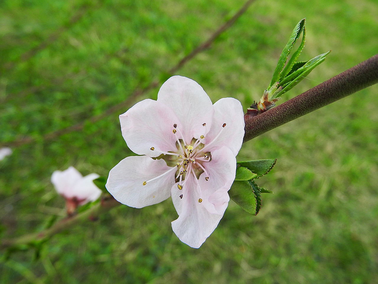 peach blossom blossom bloom free photo