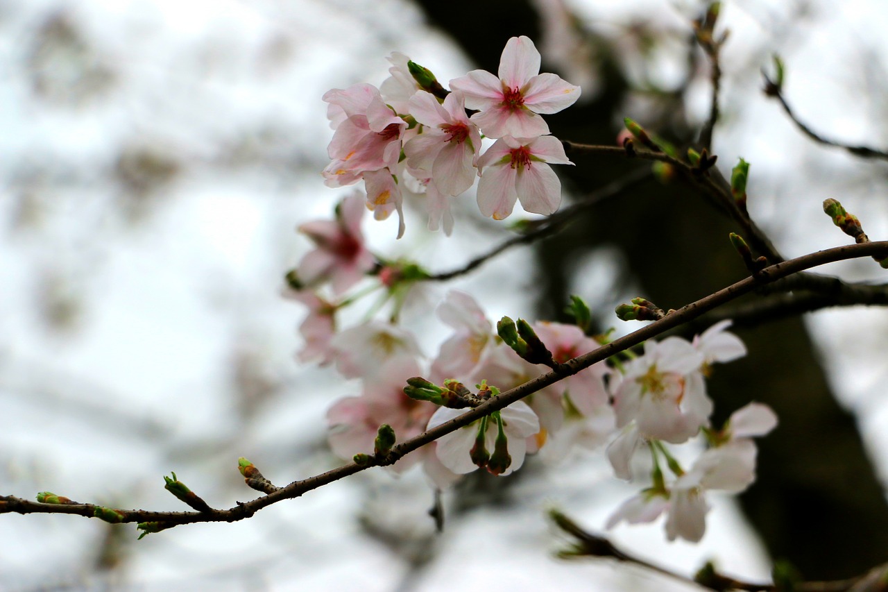 peach blossom branch pink free photo