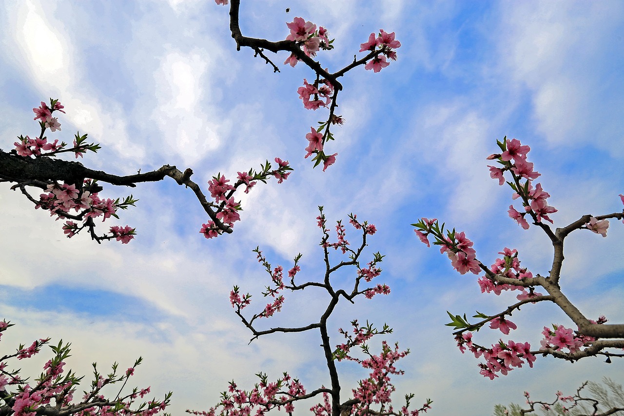 peach blossom the scenery branch free photo