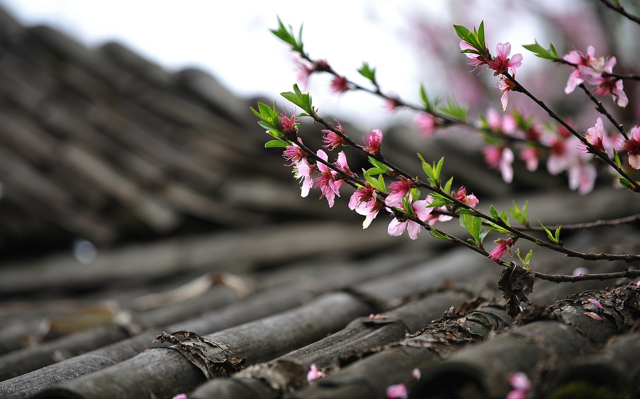 peach blossom spring diaojiaolou free photo