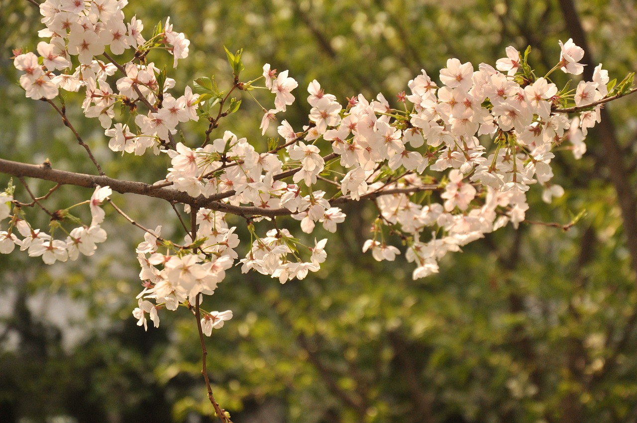 peach blossom woods flower free photo