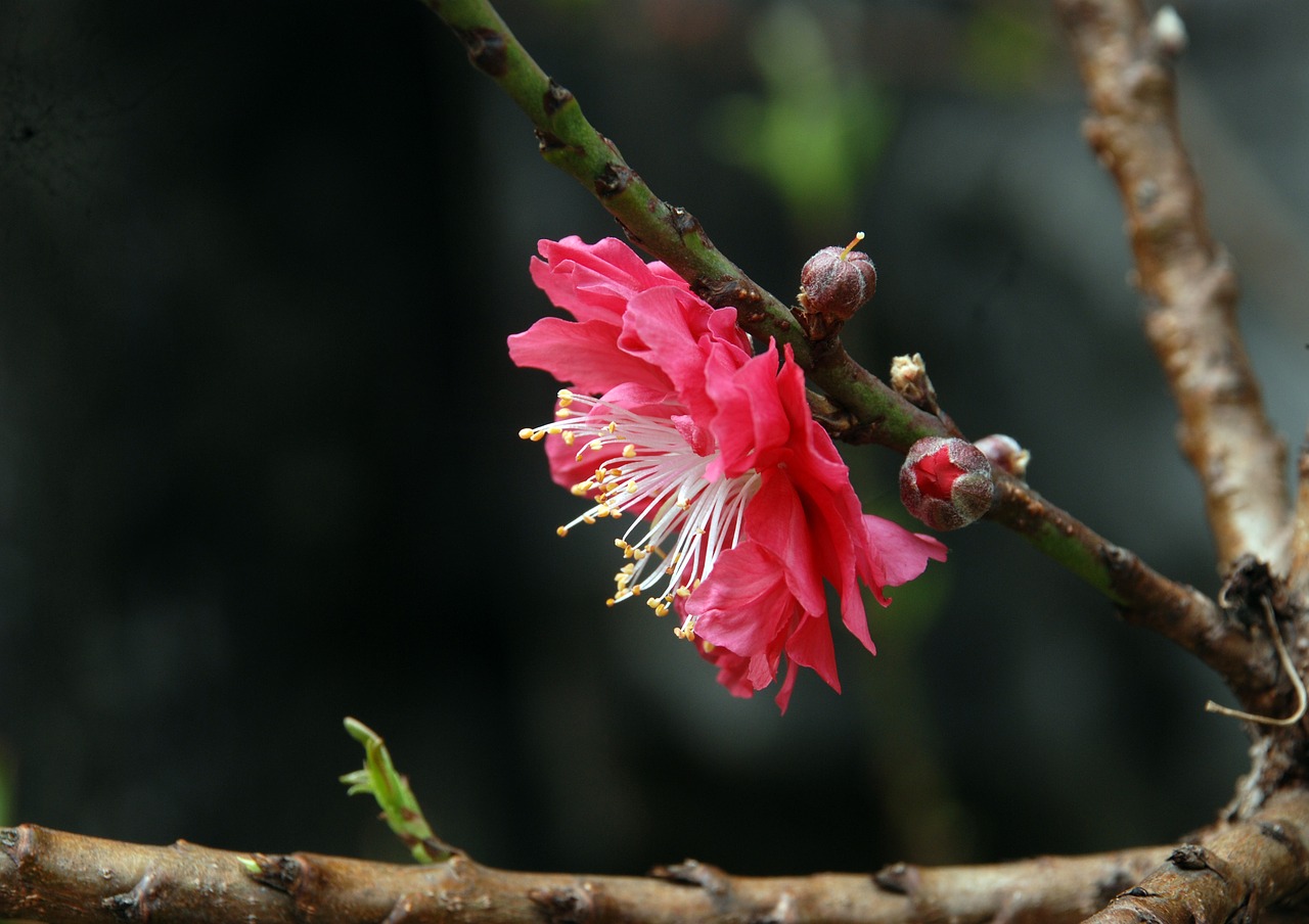 peach blossom baiyun mountain tourism free photo