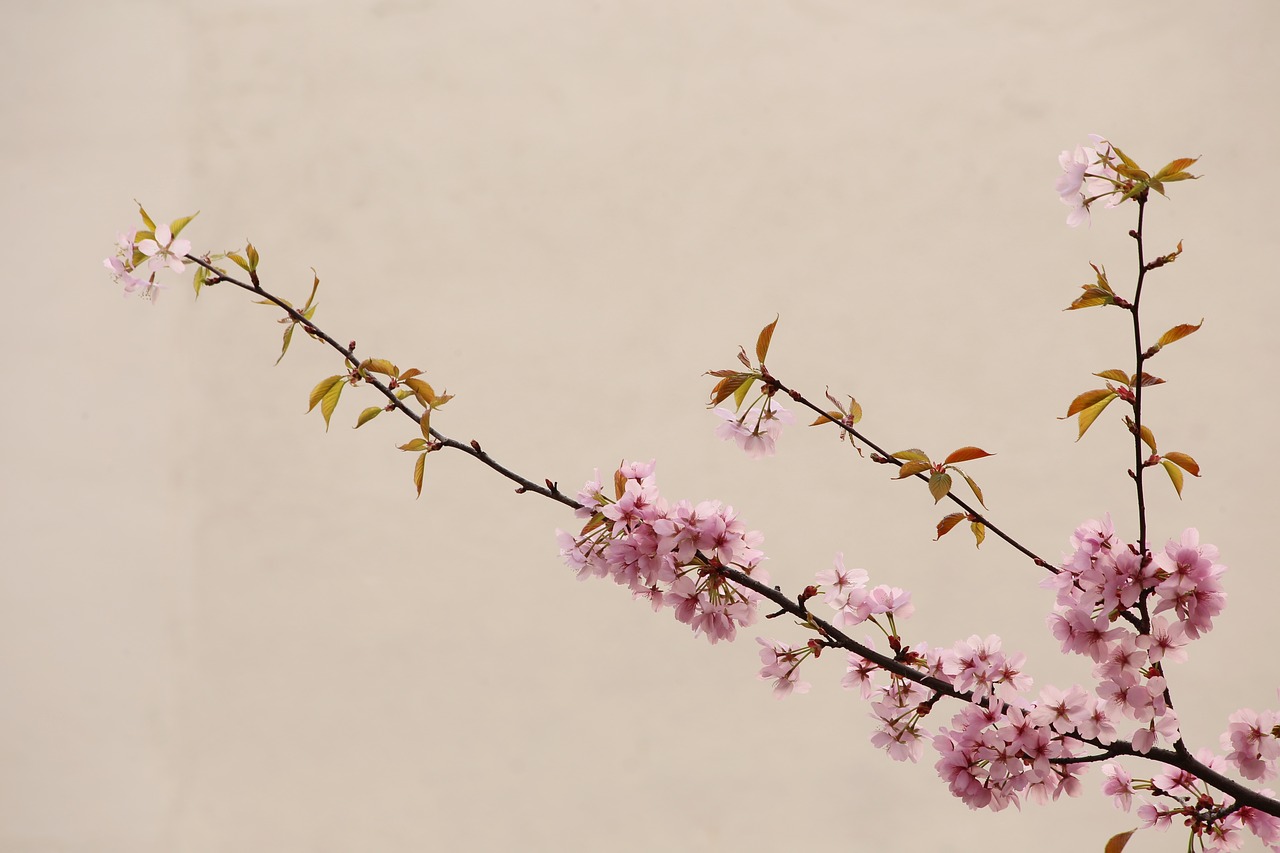 peach blossom natural china wind free photo