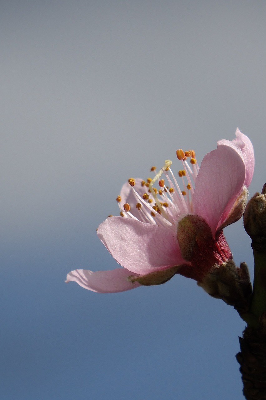 peach blossom to empty hope free photo