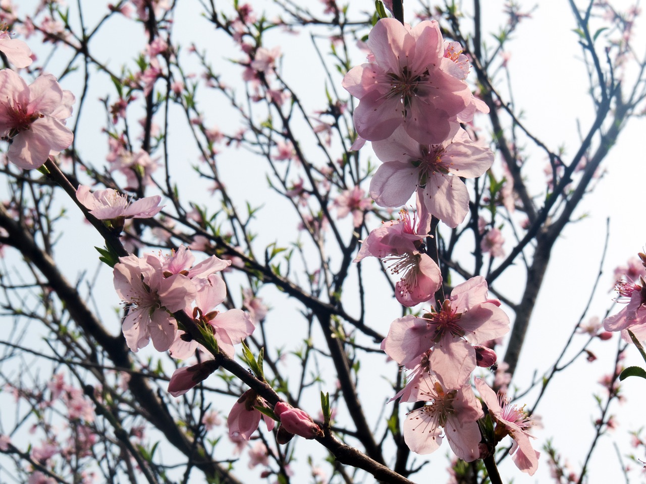 peach blossom peach tree spring free photo