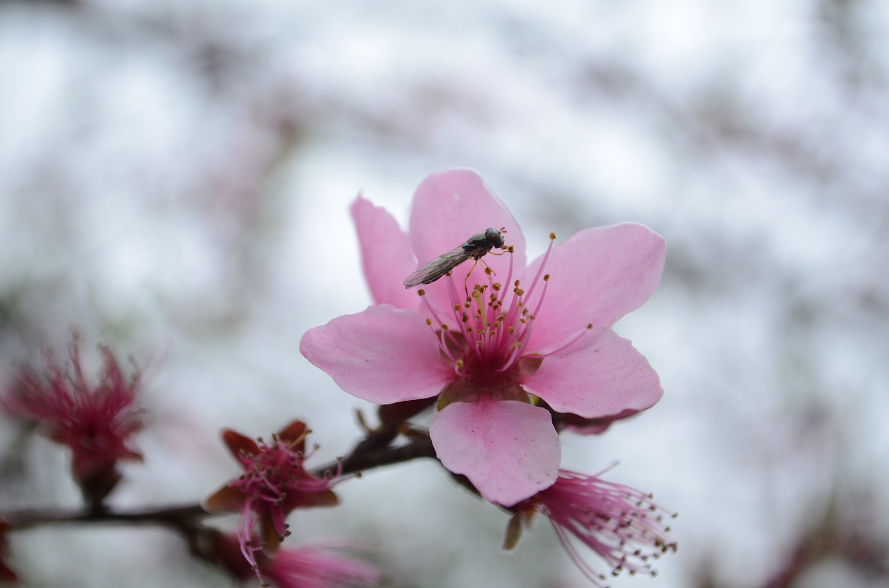 peach blossom insect spring free photo