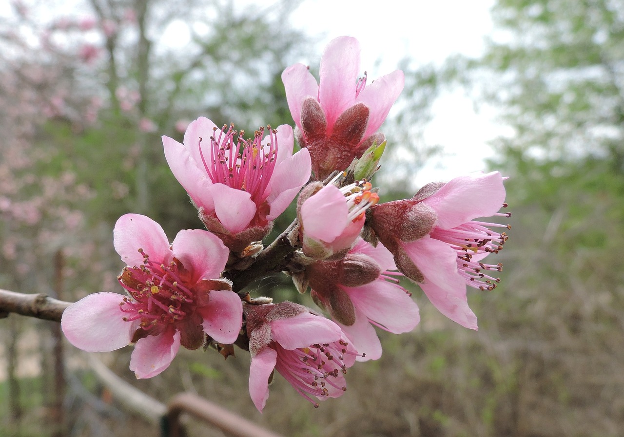 peach blossom spring flower free photo