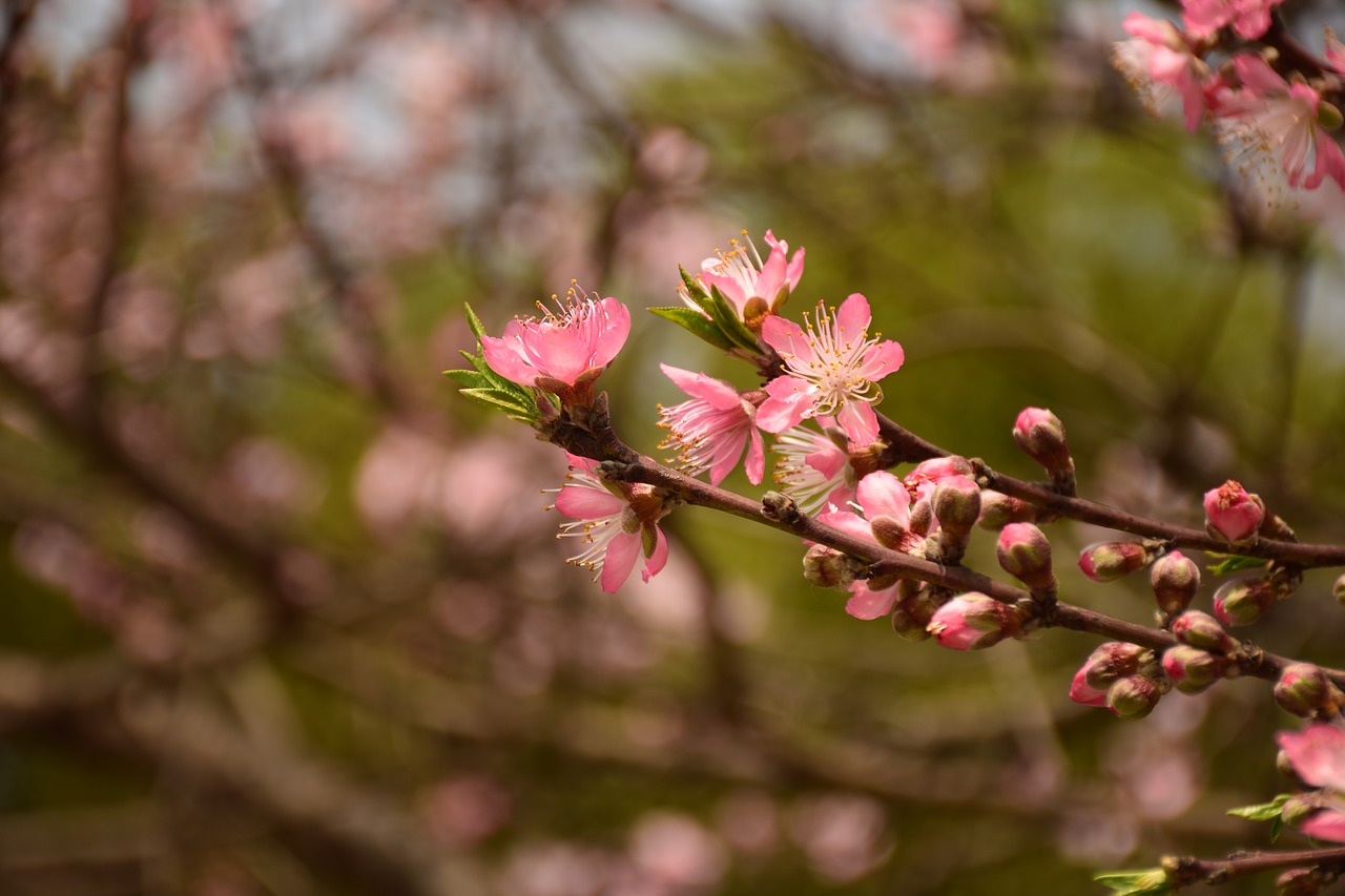 peach blossom pink spring free photo