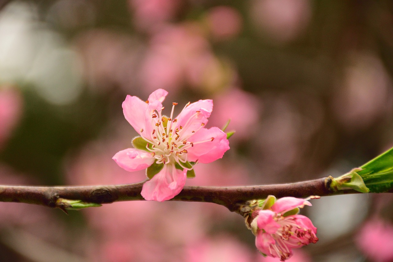 peach blossom spring pink free photo