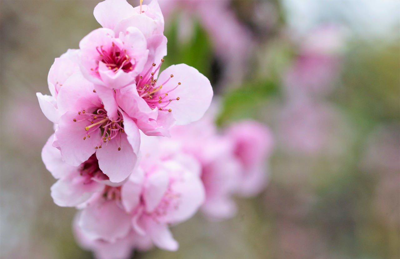 peach blossom spring pink flowers free photo