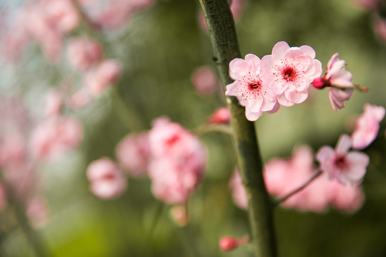 peach blossom spring chongqing free photo