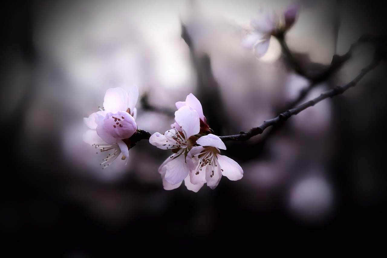 peach blossom spring free pictures free photo