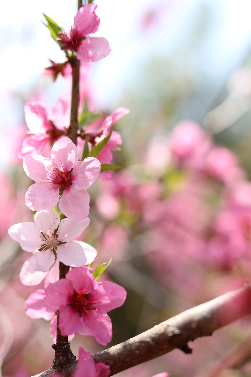 peach blossom spring flowers pink flower free photo