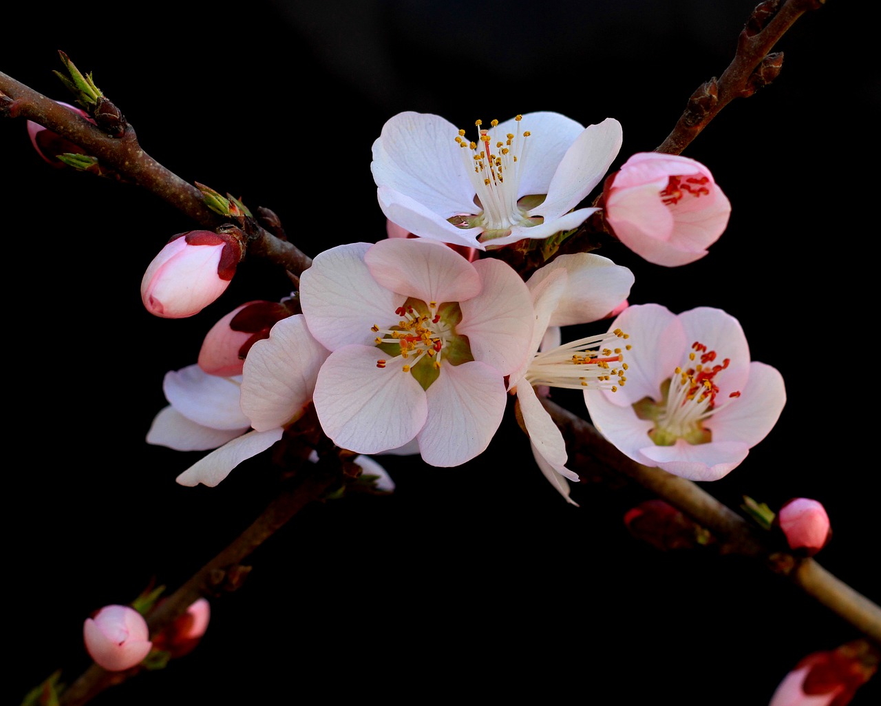 peach blossom still life material free photo