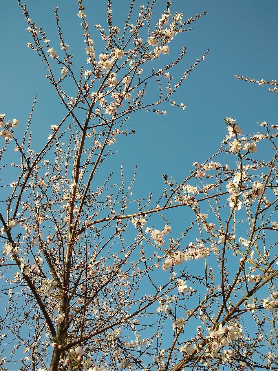 peach blossom tree spring free photo