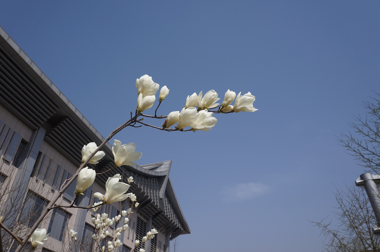 peach blossom blue sky spring free photo