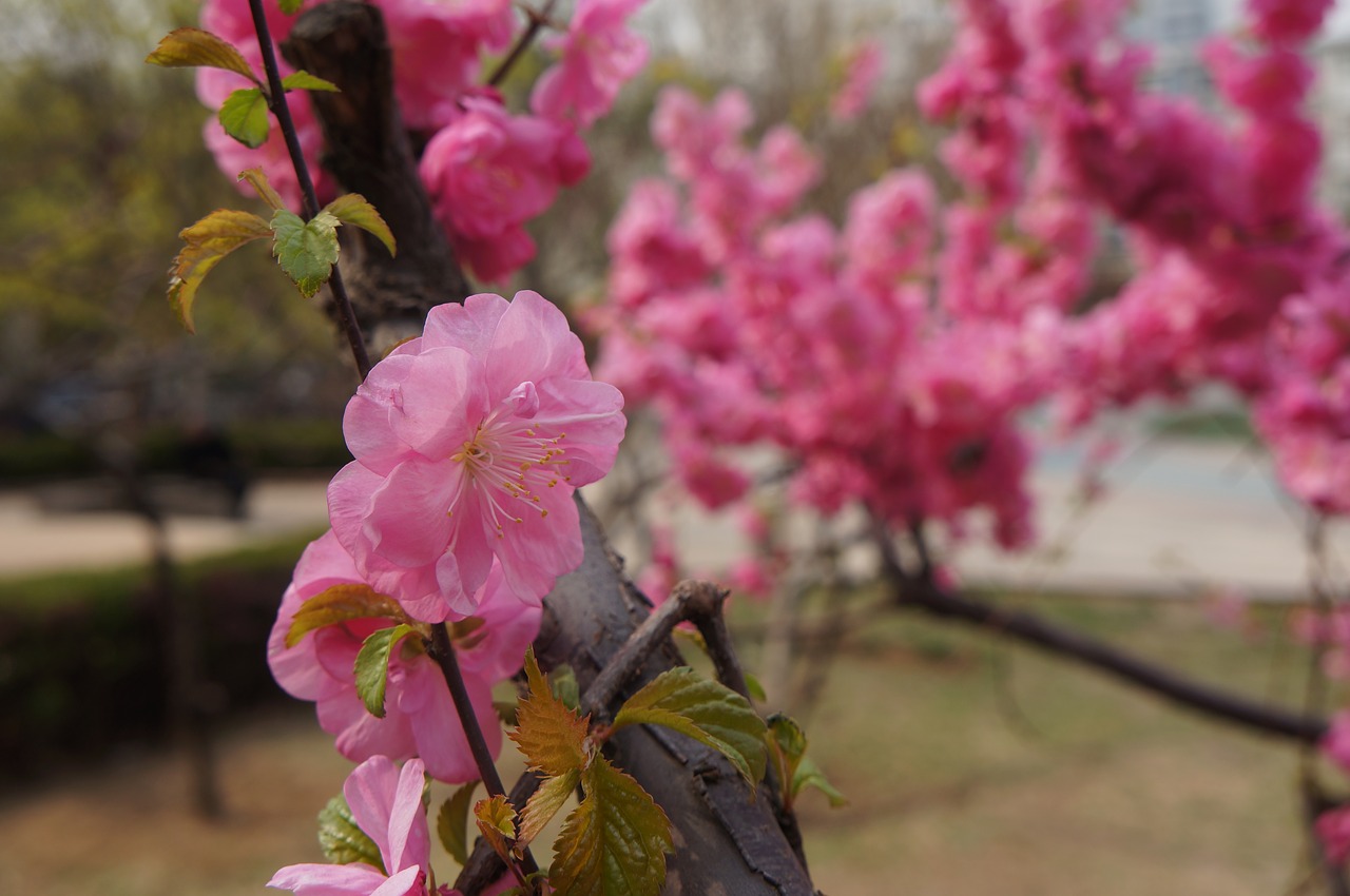 peach blossom blue sky spring free photo