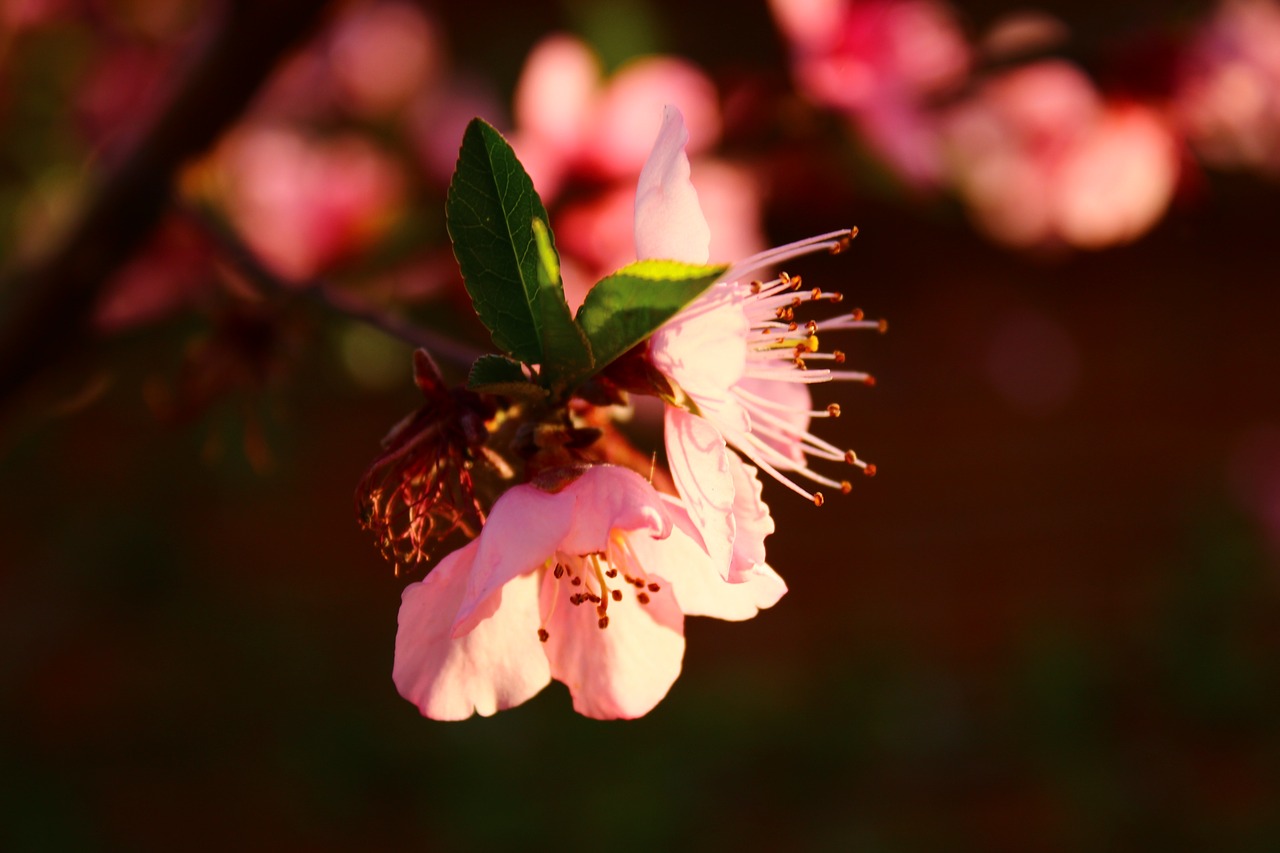 peach blossom plant spring free photo