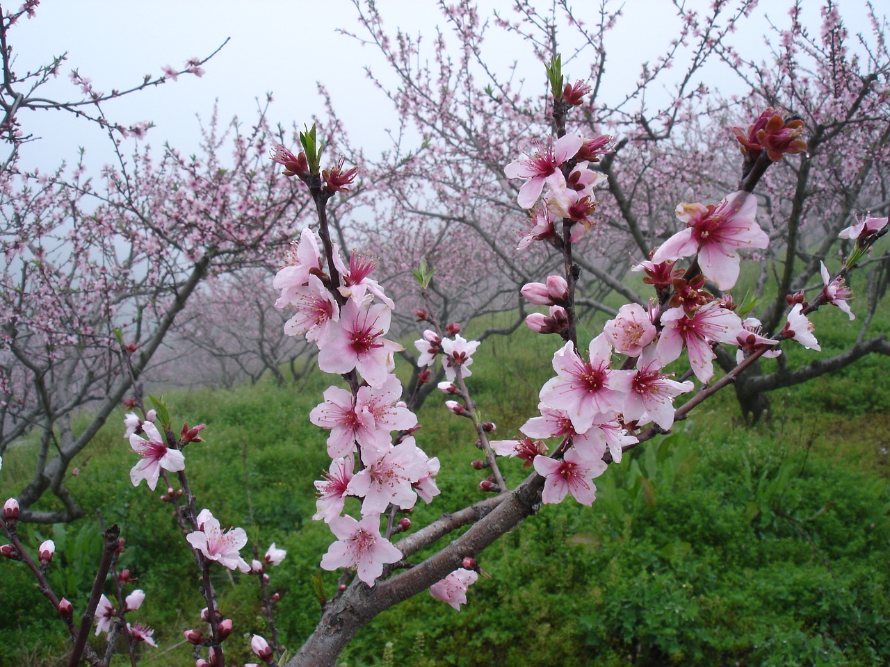 peach blossom in full bloom close-up free photo