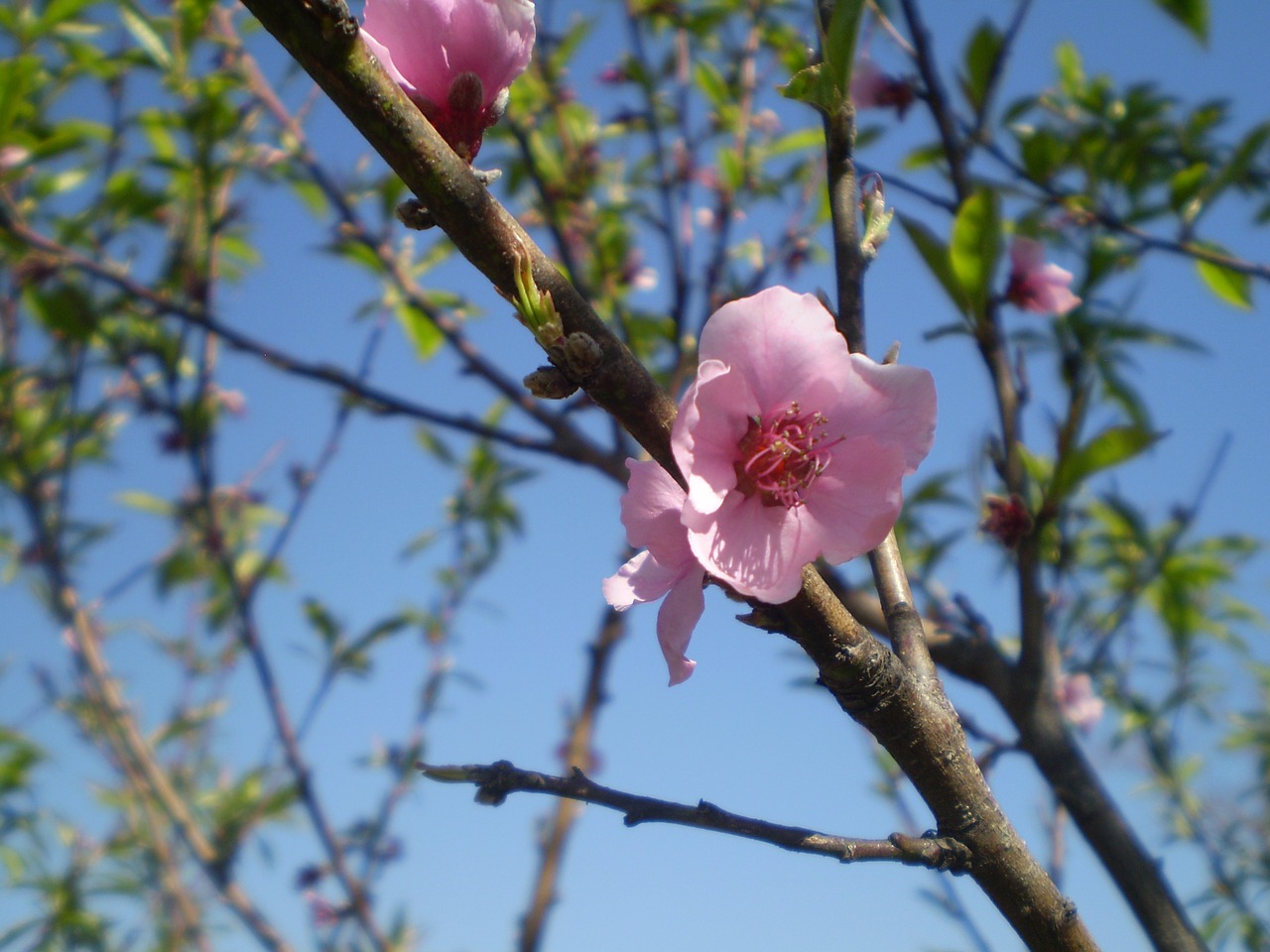 peach blossom pink flower pink petals free photo