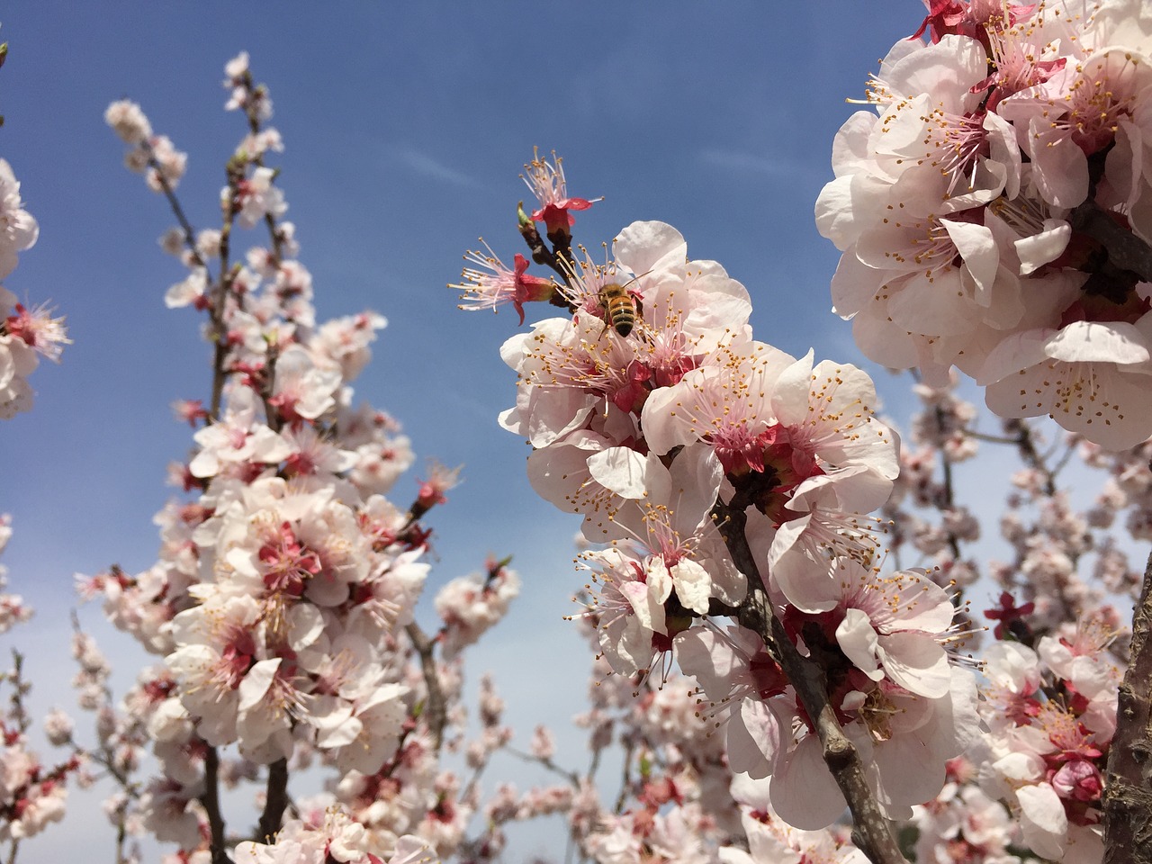 peach blossom bee sky free photo