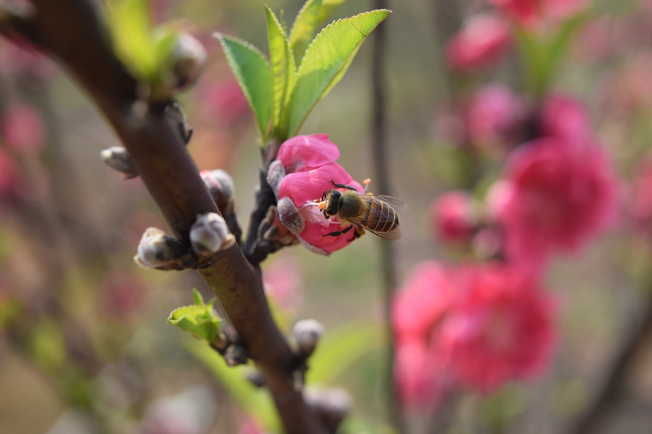 peach blossom plant bee free photo