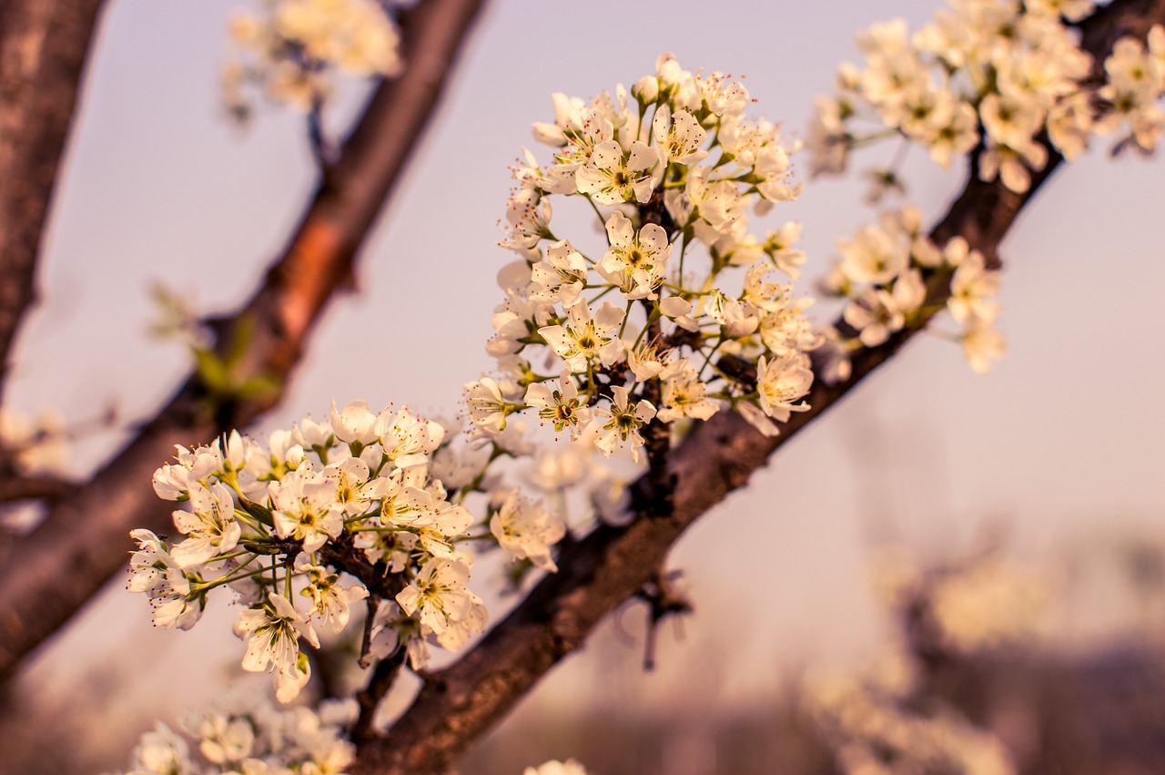 peach blossom nature plant free photo