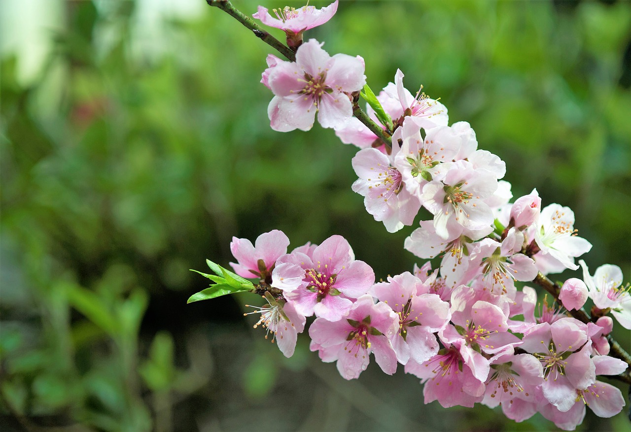 peach blossom spring free pictures free photo