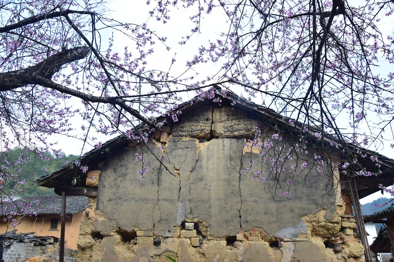 peach blossom  old house  eaves free photo
