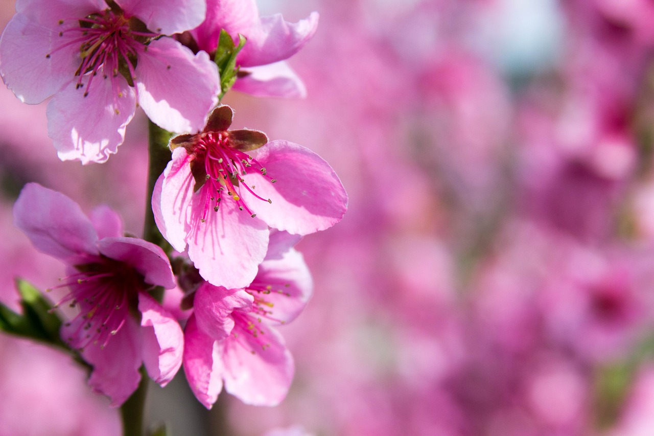 peach blossom  spring  pink free photo