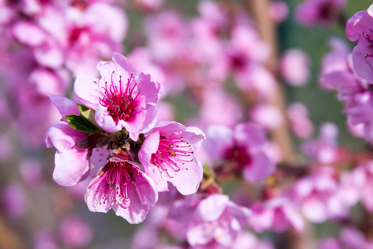 peach blossom  spring  pink free photo