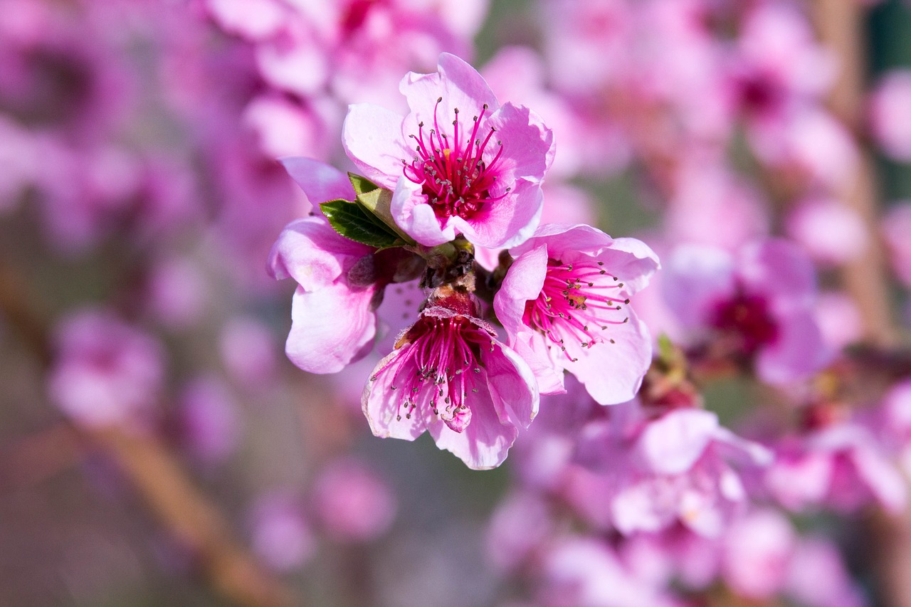 peach blossom  spring  pink free photo