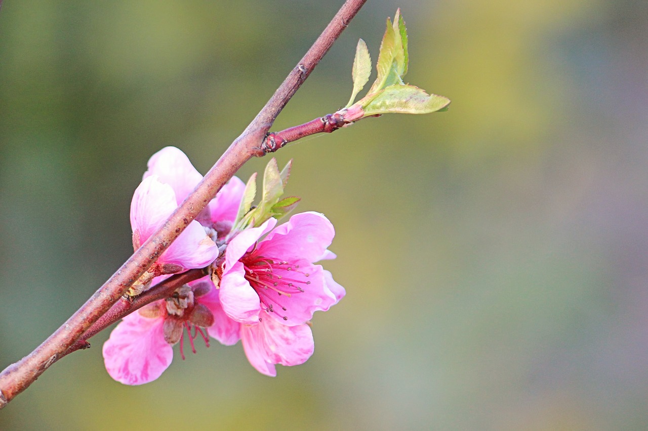 peach blossom  branch  blossom free photo