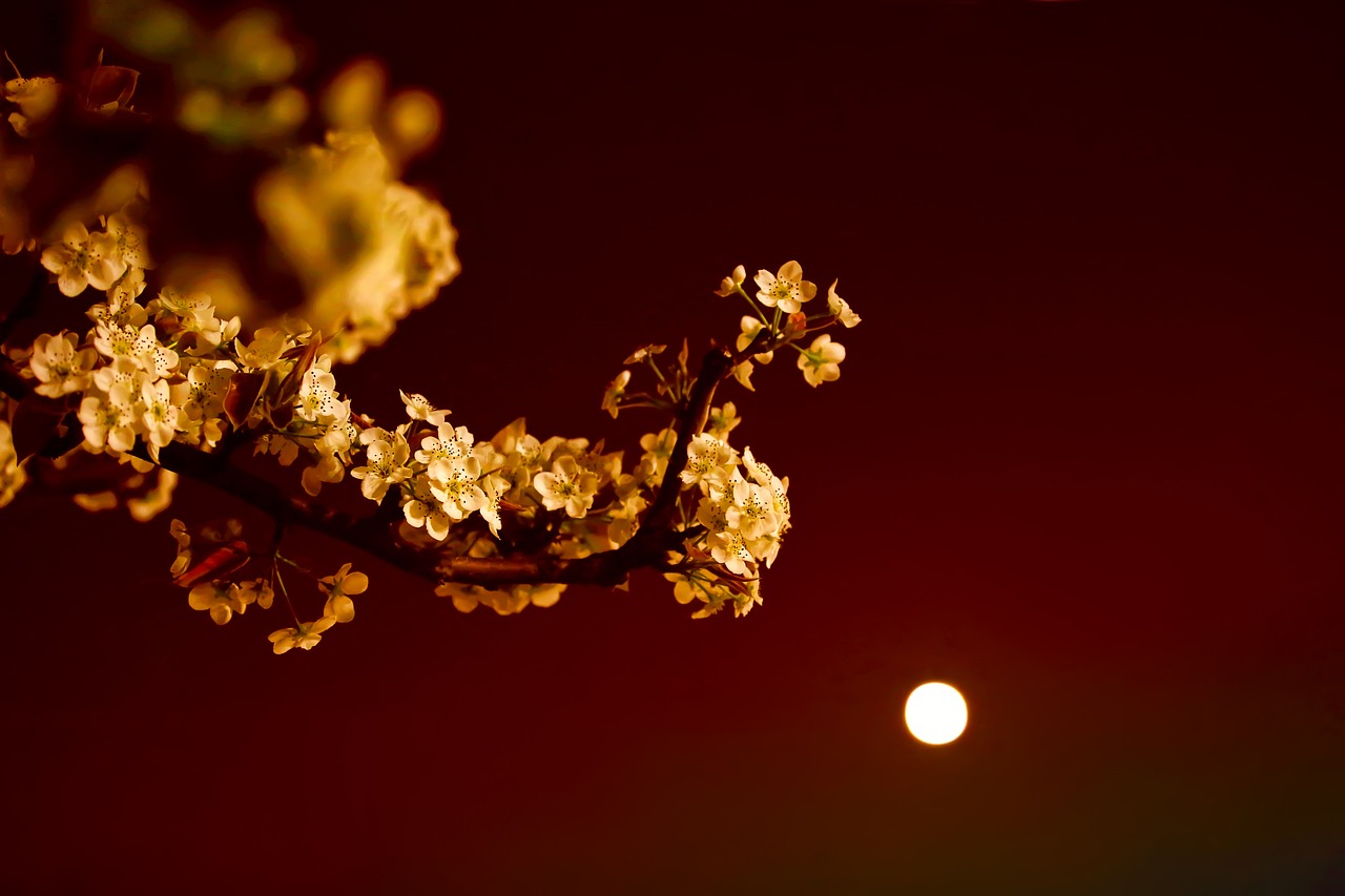 peach blossom  lighting  flowers free photo