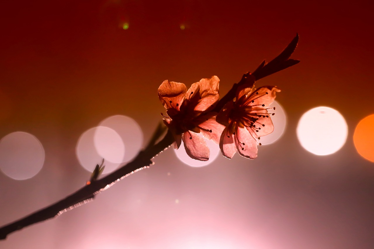 peach blossom  lighting  flowers free photo